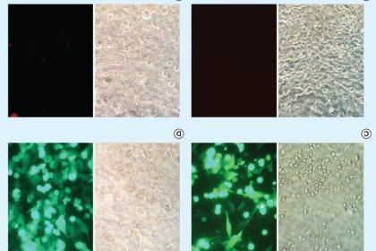 图4. 用4 μl TransfeX与表达腺病毒的1 μg质粒DNA (Monster Green®荧光蛋白)或绿色荧光蛋白复合物在48孔板上转染HeLa细胞后，荧光显微镜观察转染效率. (A)未经处理的对照细胞. (B) dna处理细胞. (C)转染TransfeX的细胞. (D)腺病毒转导细胞. Left panels: Phase contrast images; Right panels: Fluorescence images.